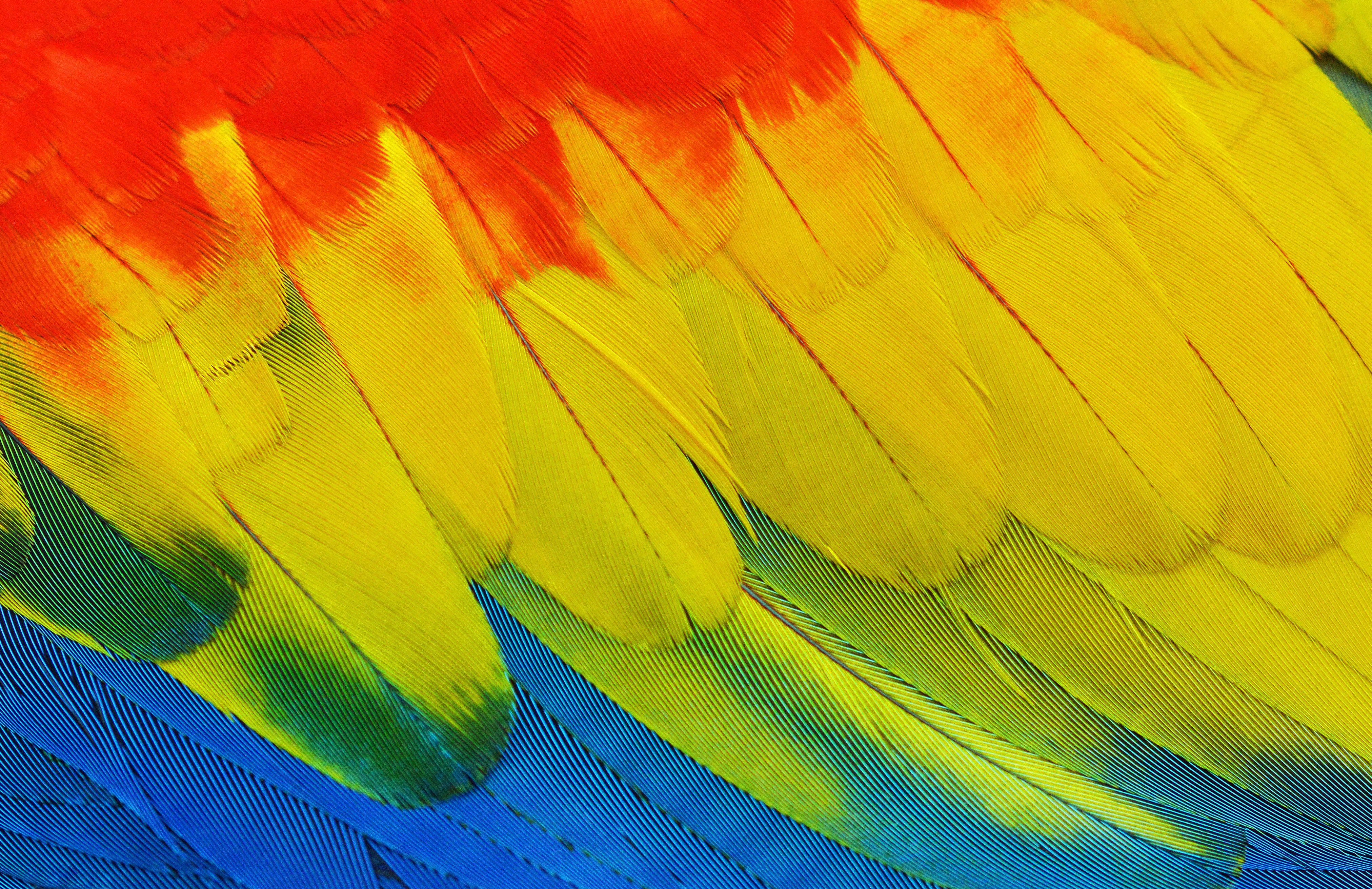 Parrot'club